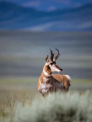 Abwaschbare Fototapete pronghorn antelope buck © rwbrandstetter