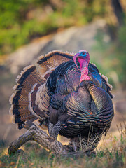 tom turkey strutting portrait