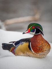 wood duck in the snow