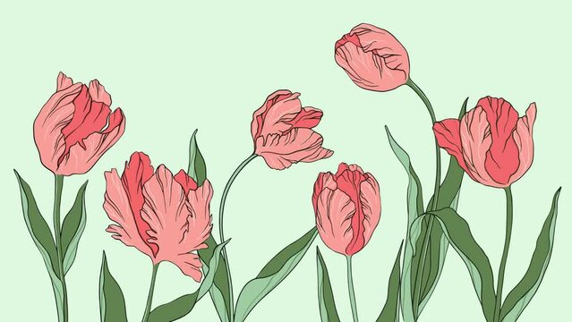 Live illustration  horizontal tulips silhouette contour cartoon animation petals leaves summer spring botany women's day, mother's, wedding, template, greeting card, floral design, flowers, plants