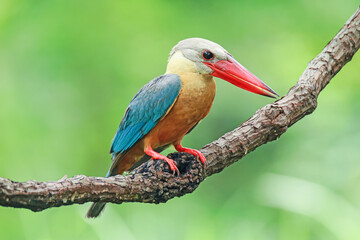The Stork-billed Kingfisher on a branch in nature