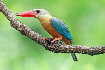 The Stork-billed Kingfisher on a branch in nature
