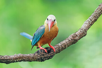 The Stork-billed Kingfisher on a branch in nature