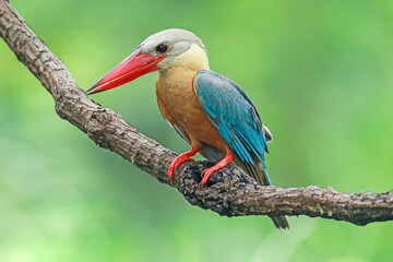 The Stork-billed Kingfisher on a branch in nature