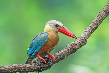 The Stork-billed Kingfisher on a branch in nature