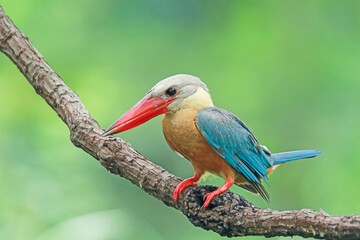 The Stork-billed Kingfisher on a branch in nature