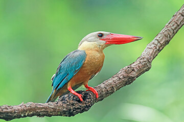 The Stork-billed Kingfisher on a branch in nature