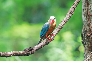 The Stork-billed Kingfisher on a branch in nature