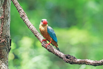 The Stork-billed Kingfisher on a branch in nature