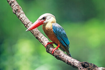 The Stork-billed Kingfisher on a branch in nature