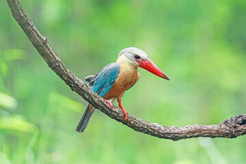 The Stork-billed Kingfisher on a branch in nature