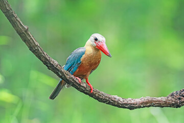 The Stork-billed Kingfisher on a branch in nature