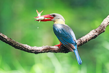 The Stork-billed Kingfisher on a branch in nature