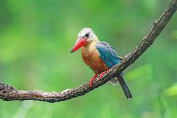 The Stork-billed Kingfisher on a branch in nature