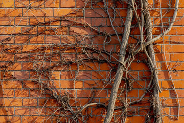 Orange brown wall covered with dry creeping plant, Vine climbs on the red brick blocks texture, Old outdoor building, Abstract geometric pattern background.