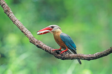 The Stork-billed Kingfisher on a branch in nature