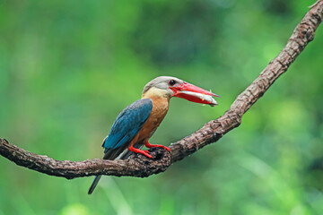 The Stork-billed Kingfisher on a branch in nature