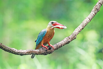 The Stork-billed Kingfisher on a branch in nature