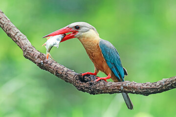 The Stork-billed Kingfisher on a branch in nature