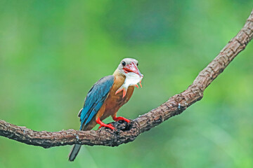 The Stork-billed Kingfisher on a branch in nature