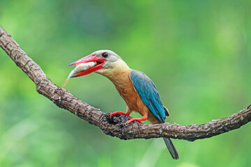 The Stork-billed Kingfisher on a branch in nature