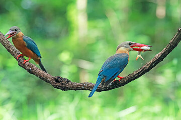 The Stork-billed Kingfisher on a branch in nature