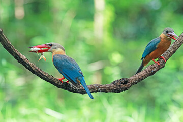 The Stork-billed Kingfisher on a branch in nature
