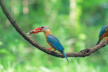 The Stork-billed Kingfisher on a branch in nature