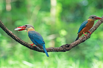 The Stork-billed Kingfisher on a branch in nature