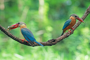 The Stork-billed Kingfisher on a branch in nature