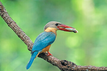 The Stork-billed Kingfisher on a branch in nature