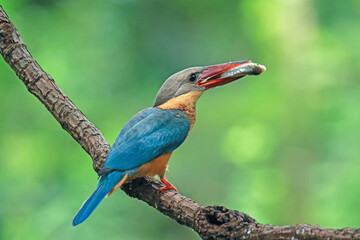 The Stork-billed Kingfisher on a branch in nature
