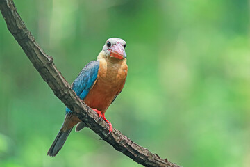 The Stork-billed Kingfisher on a branch in nature