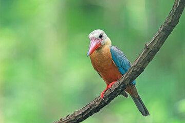 The Stork-billed Kingfisher on a branch in nature