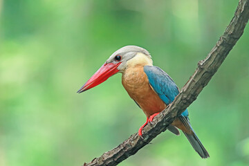 The Stork-billed Kingfisher on a branch in nature