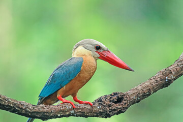 The Stork-billed Kingfisher on a branch in nature