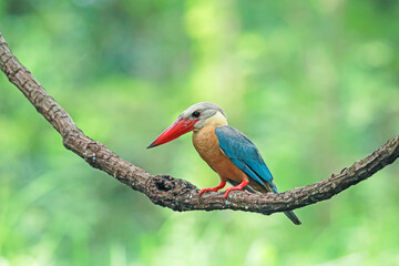 The Stork-billed Kingfisher on a branch in nature