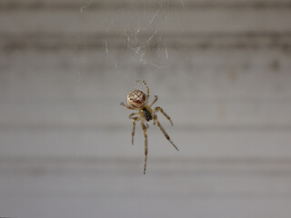 The missing sector orb weaver spider, silver-sided sector spider (Zygiella x-notata) female weaving her web on a window frame