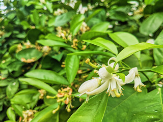 White Flower in Bloom with Lush Greenery, Close-Up Perspective