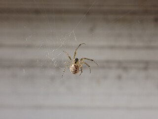 The missing sector orb weaver spider, silver-sided sector spider (Zygiella x-notata) female weaving her web on a window frame