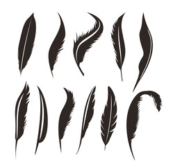 Feathers Orament,Collection of Wing Feather