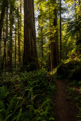 Fototapeta premium Hiker Looks Up At Redwood Tree In Forest