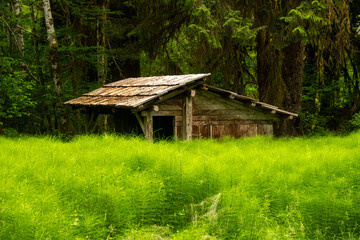 Horsetail Plants Grow Tall In Front Of Shelter At The Olympic Ranger Station
