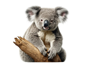 koala isolated on transparent background, transparency image, removed background