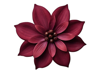 burgundy red flower isolated on transparent background, transparency image, removed background