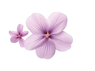 lilac flower isolated on transparent background, transparency image, removed background
