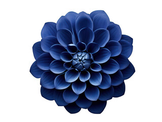 navy flower isolated on transparent background, transparency image, removed background