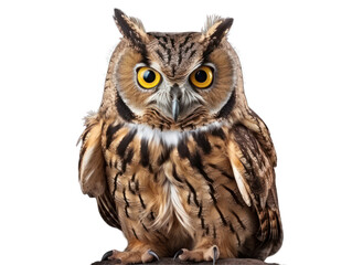 owl isolated on transparent background, transparency image, removed background