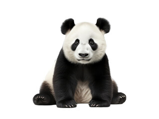 panda isolated on transparent background, transparency image, removed background