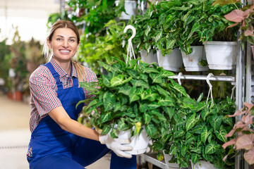Cheerful young female worker of plant store showing lush bush of syngonium podophyllum with...